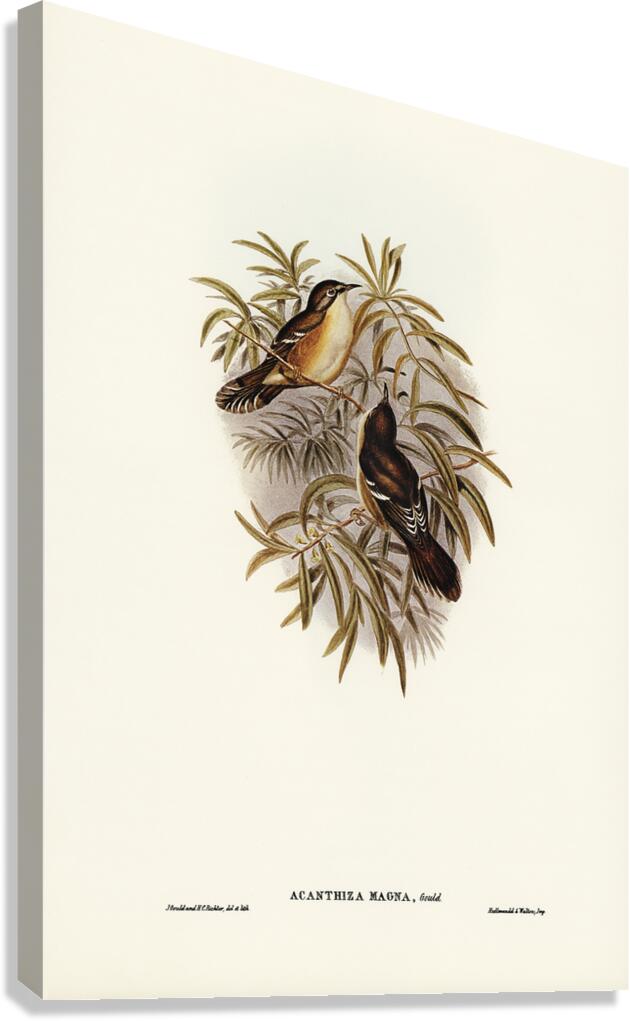 Scrubtit Canvas Print