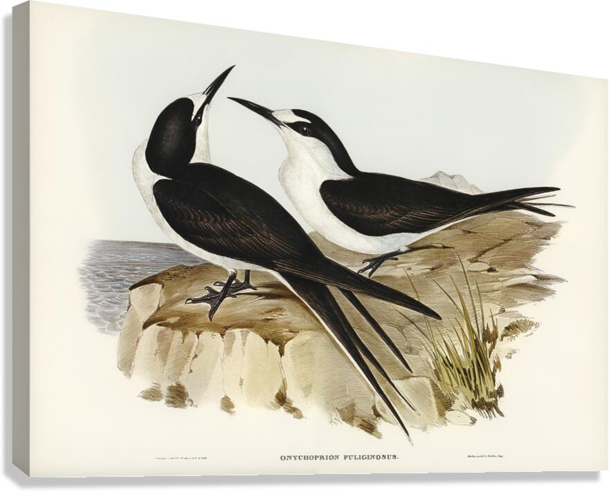 Sooty Tern Canvas Print