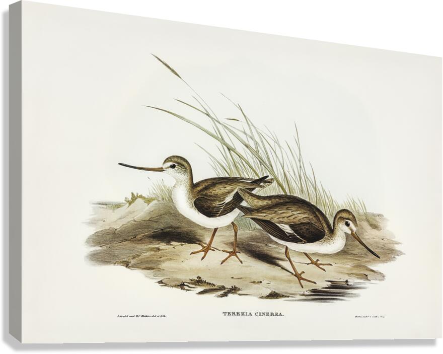 Terek Sandpiper Canvas Print