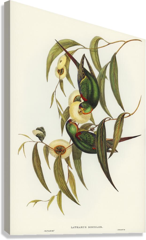 Swift Parrot Canvas Print