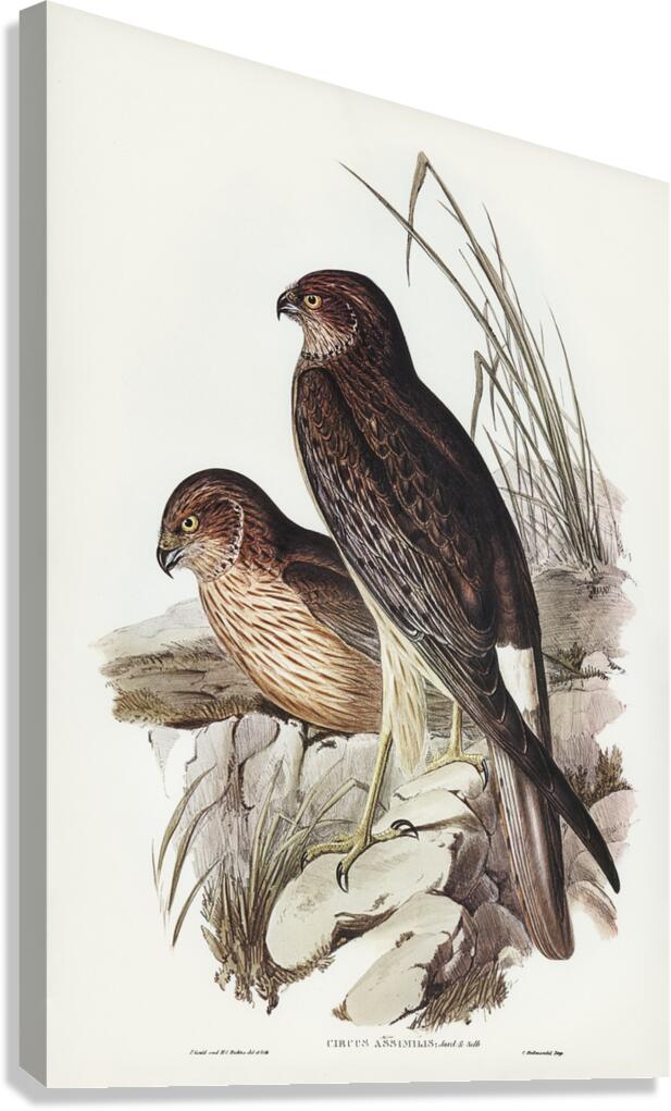 Swamp Harrier Canvas Print