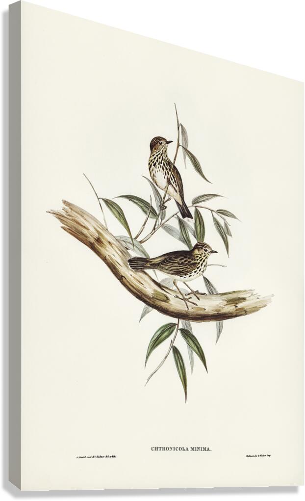 Speckled Warbler Canvas Print
