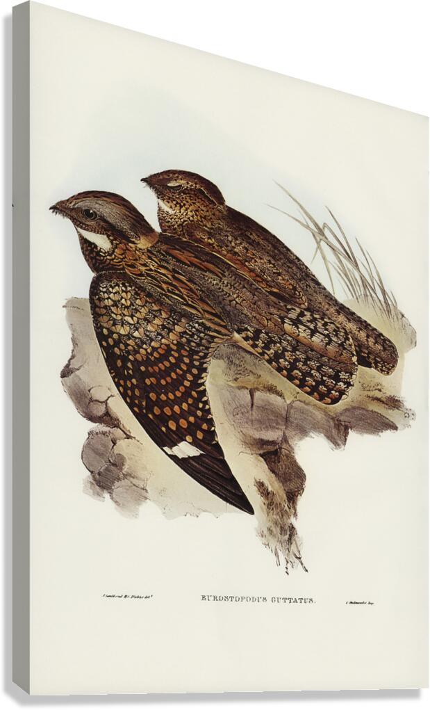 Spotted Nightjar Canvas Print
