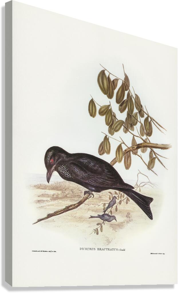 Spangled Drongo Canvas Print
