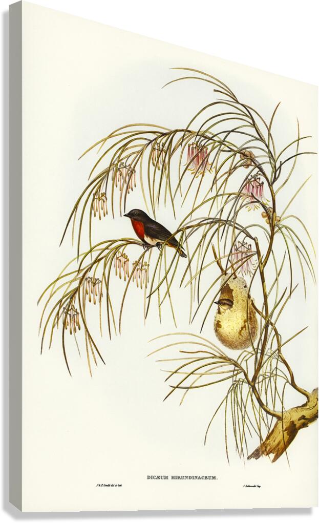 Swallow Dicaeum Canvas Print