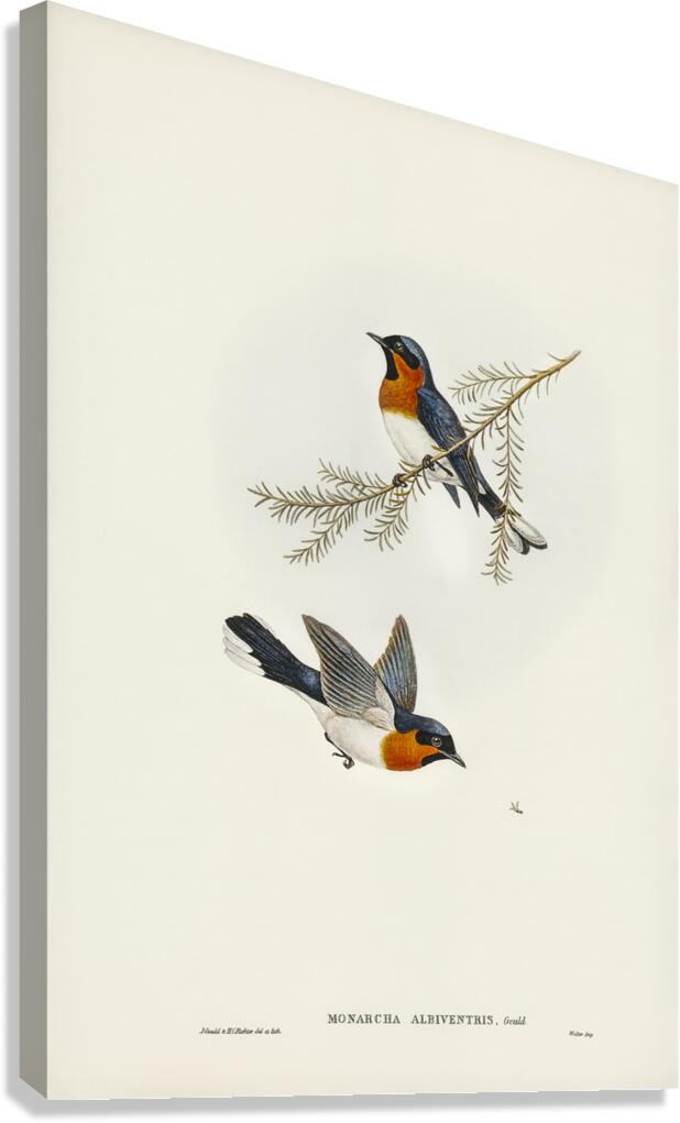 Spectacled Monarch Canvas Print