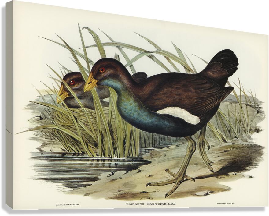 Tasmanian Nativehen Canvas Print