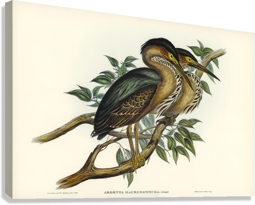 Striated Heron Canvas Print