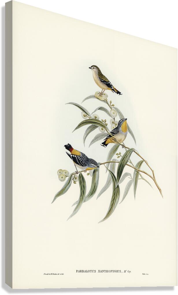 Spotted Pardalote Canvas Print