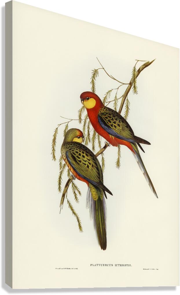 Western Rosella Canvas Print