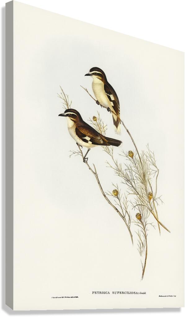 White Browed Robin Canvas Print
