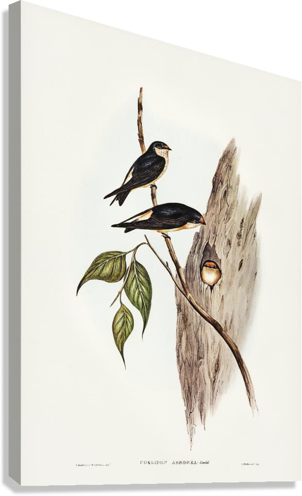 Tree Martin Canvas Print