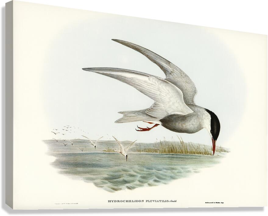Whiskered Tern Canvas Print
