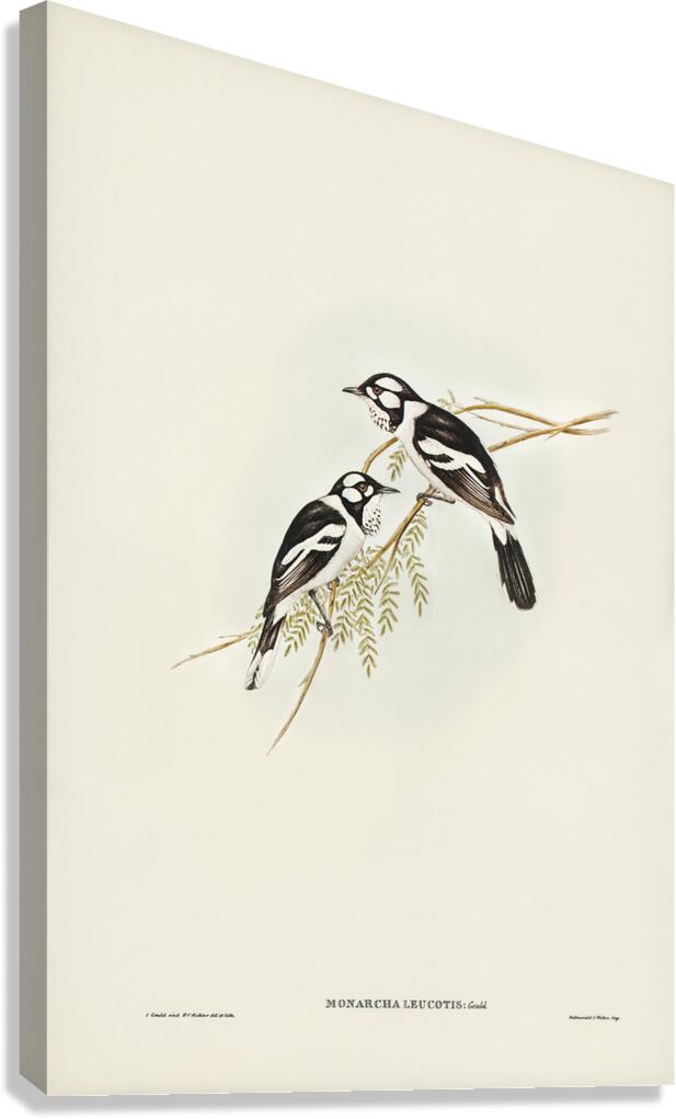 White Eared Monarch Canvas Print