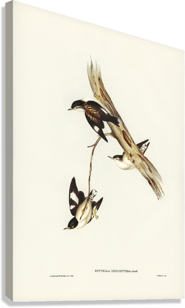 Varied Sittella 2 Canvas Print