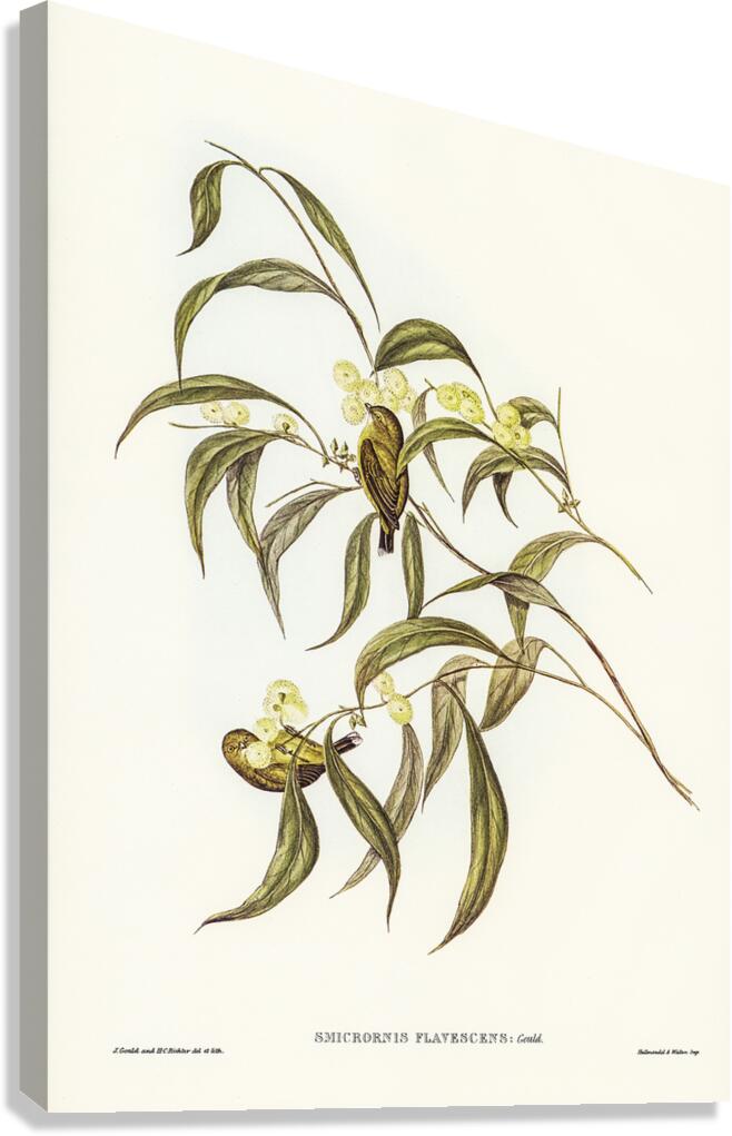Weebill 2 Canvas Print