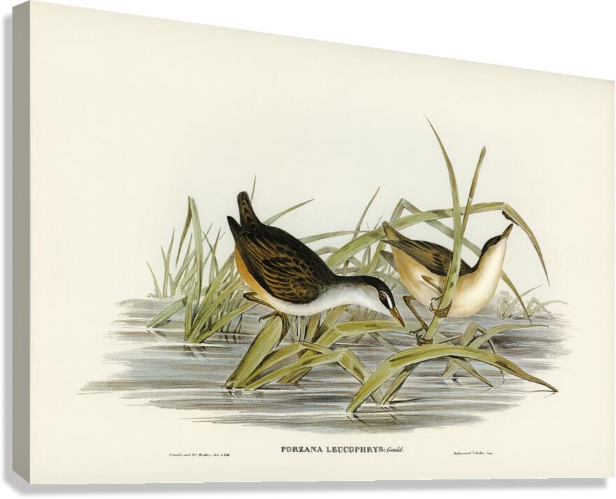 White Browed Crake Canvas Print