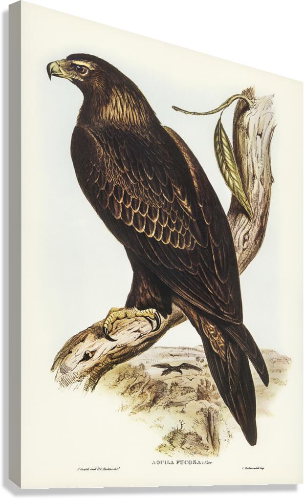 Wedge Tailed Eagle Canvas Print
