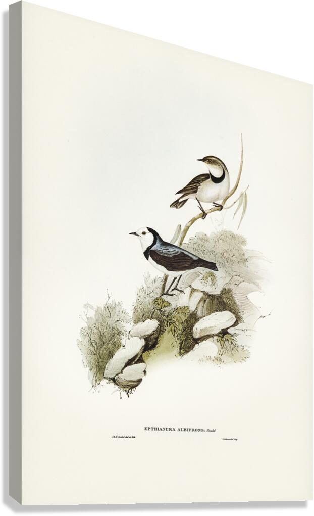 White Fronted Chat Canvas Print