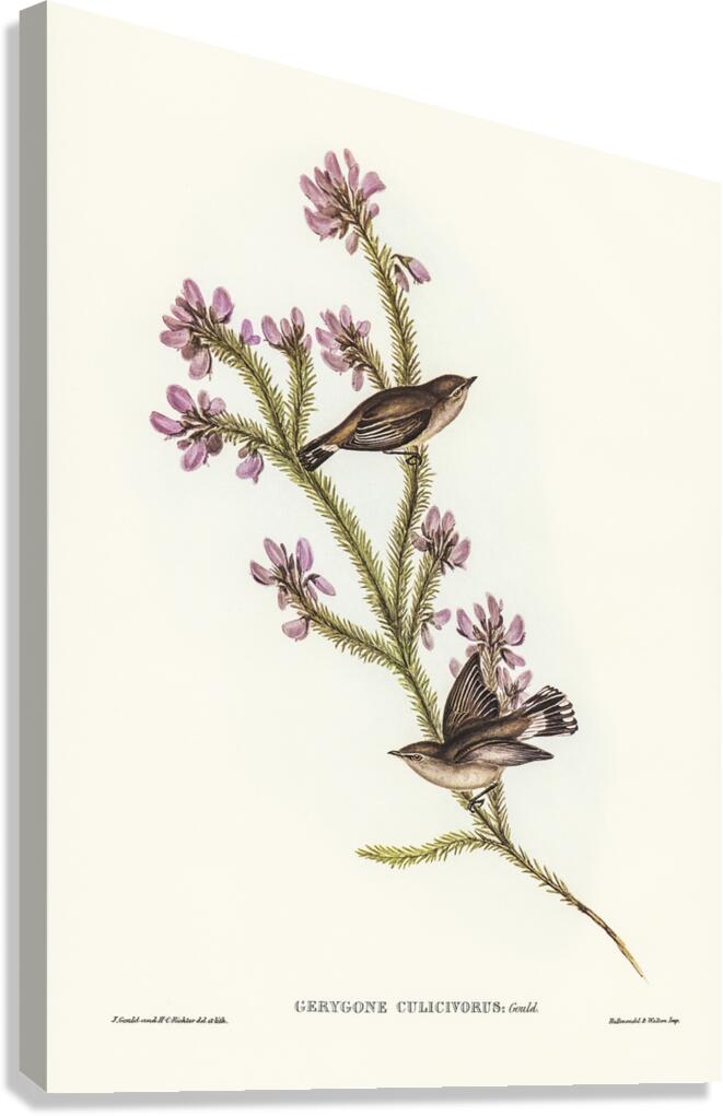 Western Gerygone 2 Canvas Print