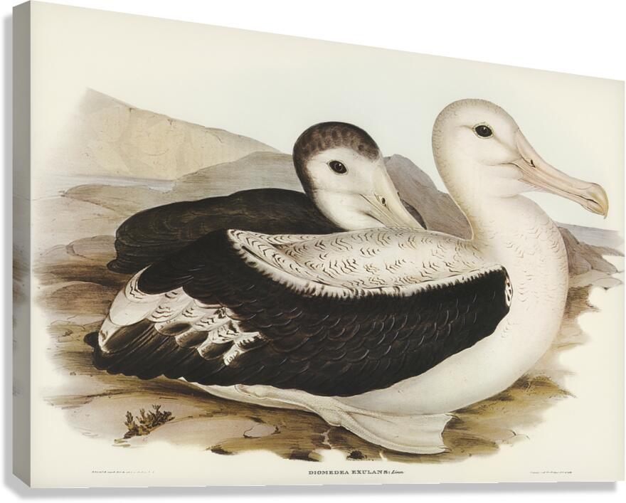 Wandering Albatross Canvas Print