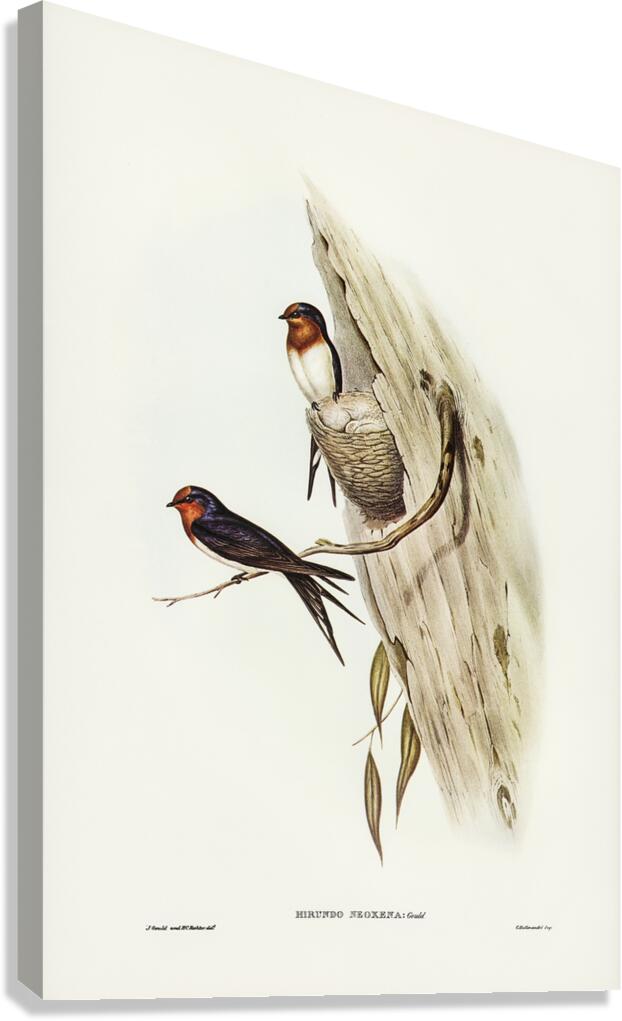 Welcome Swallow Canvas Print
