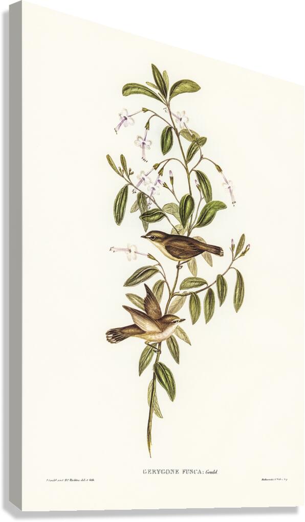 Western Gerygone Canvas Print
