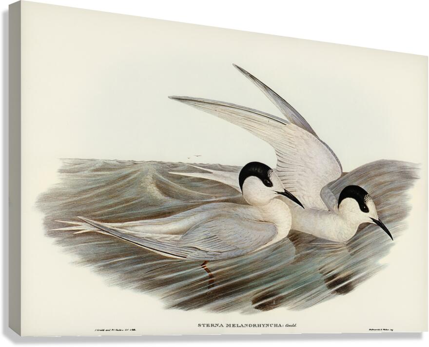White Fronted Tern Canvas Print