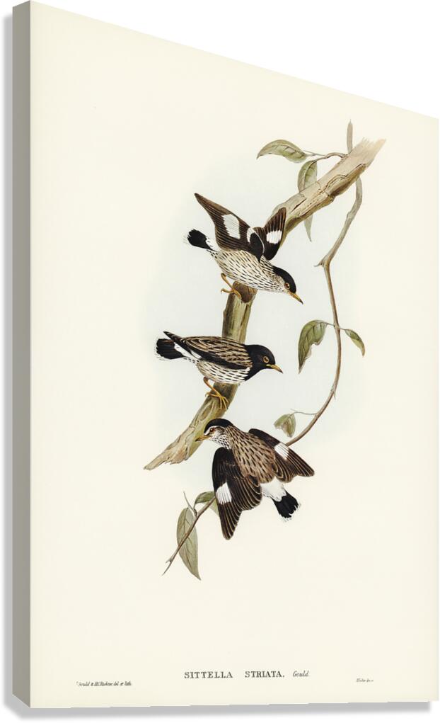 Varied Sittella Canvas Print