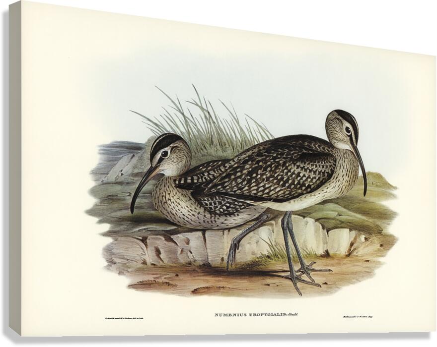 Whimbrel Canvas Print