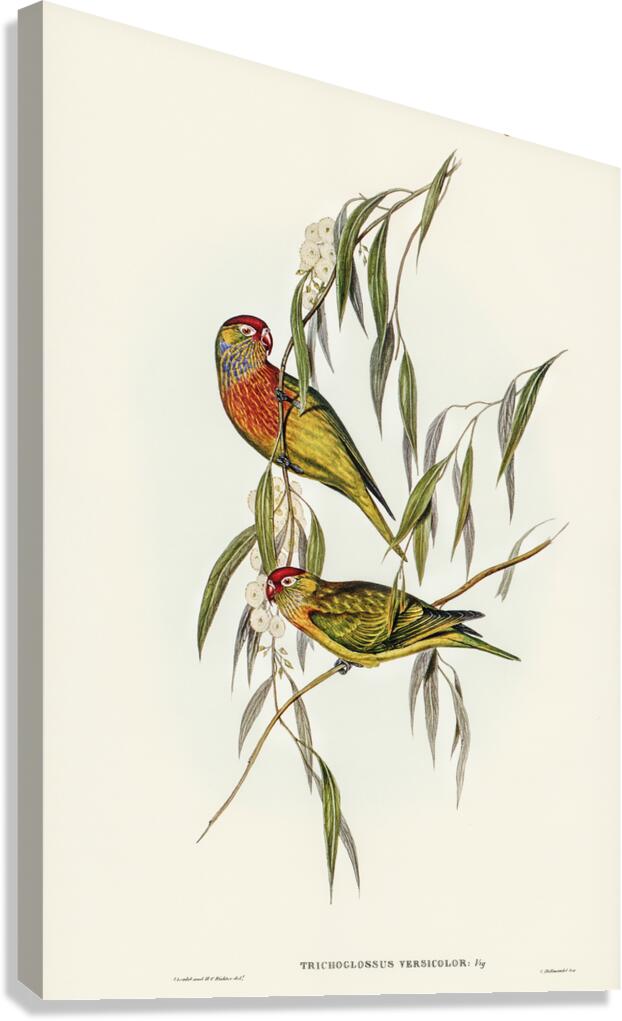 Varied Lorikeet Canvas Print