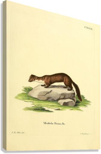 Beech Marten Canvas Print