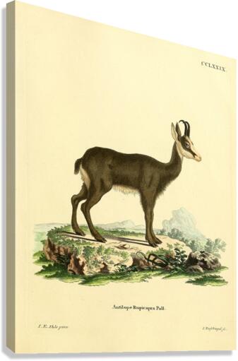 Chamois 2 Canvas Print