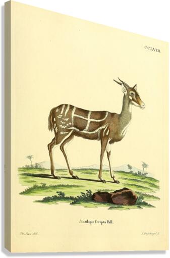 Bushbuck Canvas Print