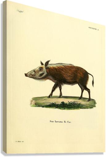 Bushpig Canvas Print