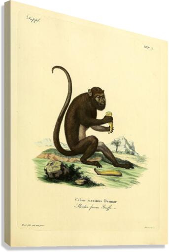 Brown Howler Canvas Print