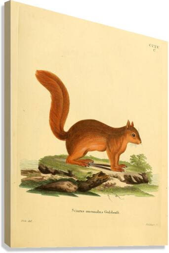Caucasian Squirrel Canvas Print