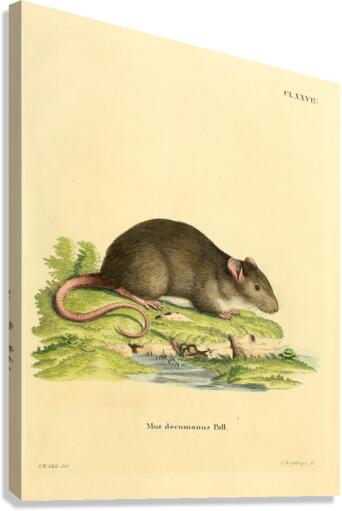 Brown rat 2 Canvas Print