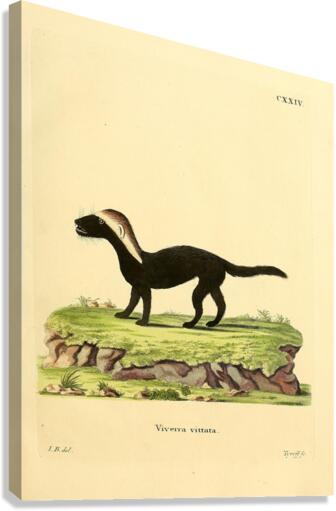 Greater Grison Canvas Print