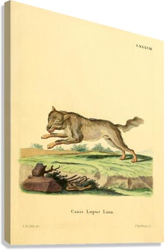 Eurasian Wolf Canvas Print