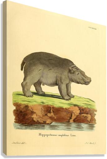Hippo Canvas Print