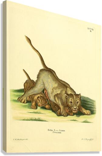 Lion 2 Canvas Print
