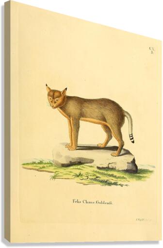 Jungle Cat Canvas Print
