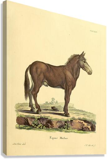 Mule Canvas Print