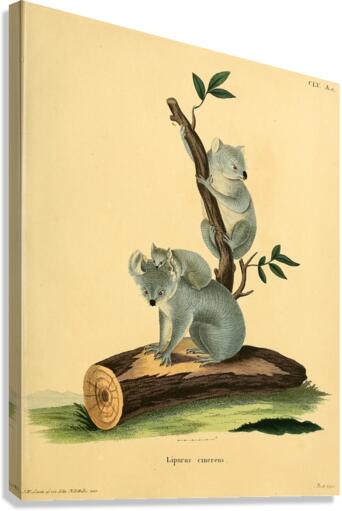 Koala Bear Canvas Print