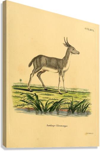 Mountain Reedbuck Canvas Print