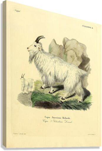 Mountain Goat Canvas Print