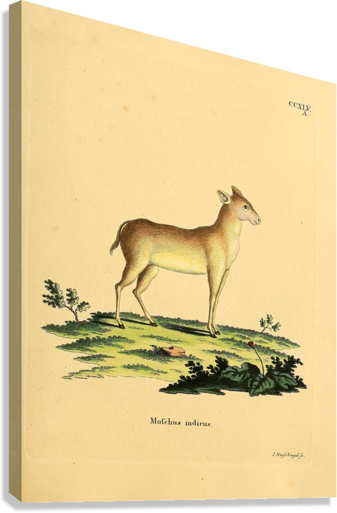 Java Mouse Deer Canvas Print