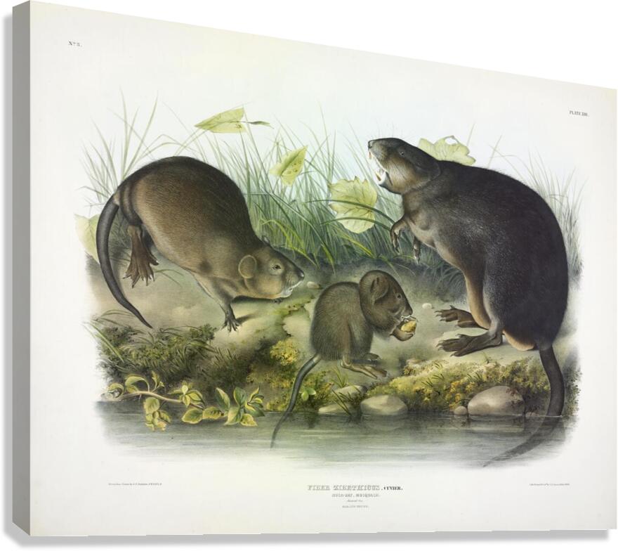 Muskrat Canvas Print
