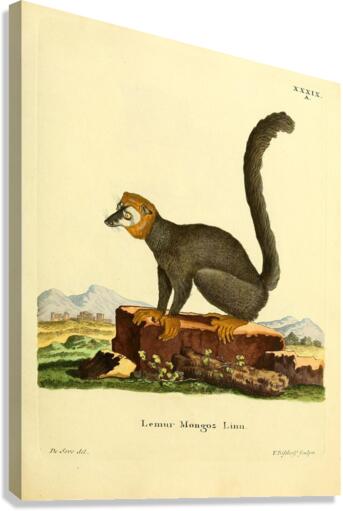 Mongoose Lemur Canvas Print